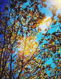 Low angle view of tree against clear sky