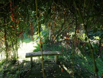 Empty bench in park