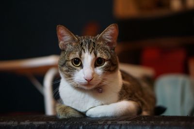 Close-up portrait of a cat