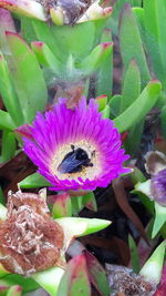 Close-up of passion flower