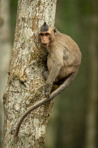 Monkey sitting on tree trunk