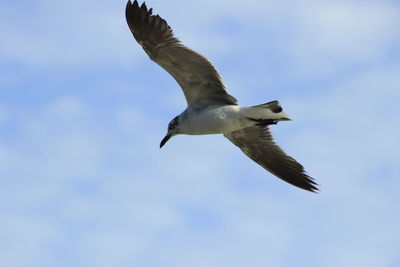 Low angle view of seagull flying against sky