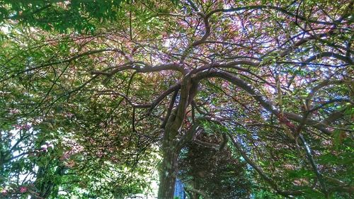 Low angle view of trees