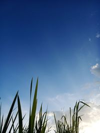 Low angle view of stalks against blue sky