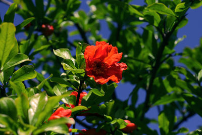 Close-up of red flowering plant