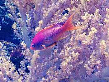 Close-up of fish swimming underwater