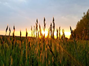 Close-up of plants on field against sky