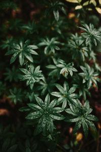 High angle view of fresh green plants