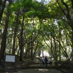 People walking in forest