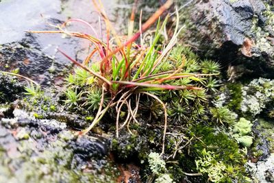 Close-up of plant growing on tree