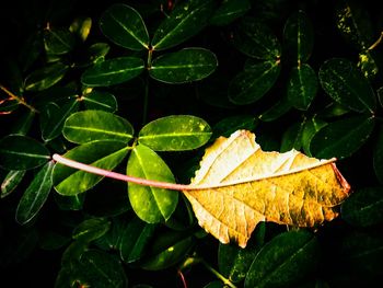 Close-up of autumn leaf in water