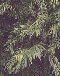 Full frame shot of pine tree