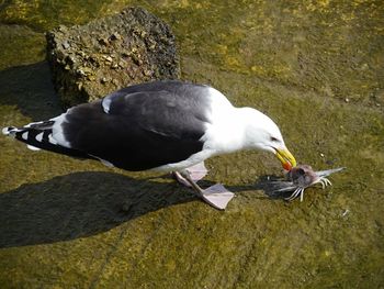 High angle view of bird perching on rock