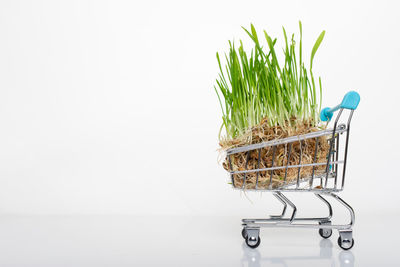 Close-up of potted plant against wall