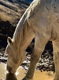 Close-up of horse standing on field
