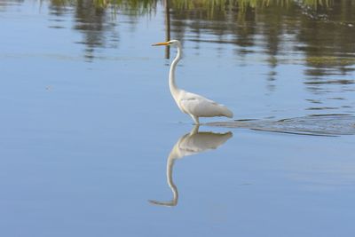 Silver heron perching in a lake