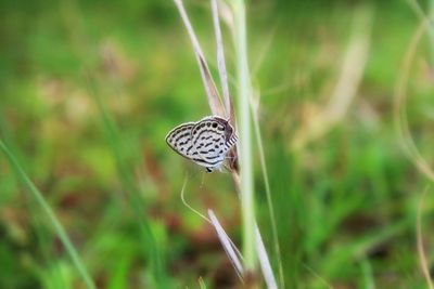 Close-up of butterfly on grass