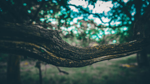 Close-up of tree trunk in forest