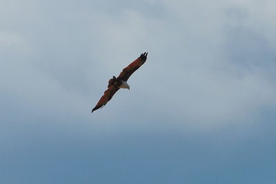 Low angle view of eagle flying in sky