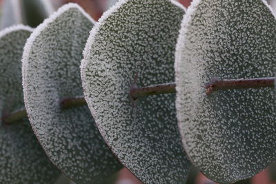 Close-up of ice crystals on round eucalyptus leaves