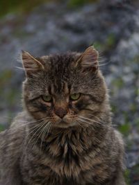 Close-up portrait of cat