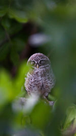 A cute little spotted owlet sleeping peacefully perched on branch of a tree.