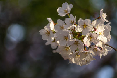 Close-up of white cherry blossoms