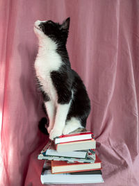 Cat sitting on books