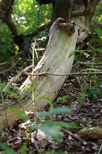 Close-up of lizard on tree trunk in forest