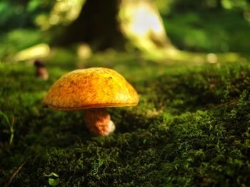 Close-up of mushroom growing on field