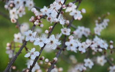 Close-up of white cherry blossoms in spring