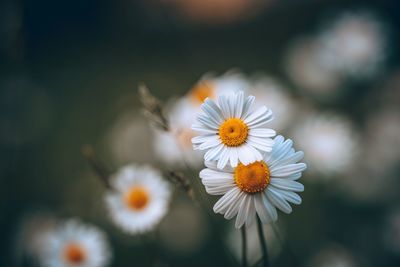 Close-up of white daisy