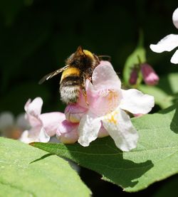 Close-up of bee on flower