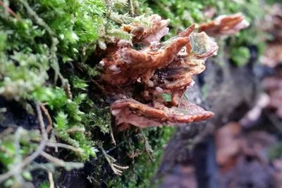 Close-up of moss on tree trunk in forest