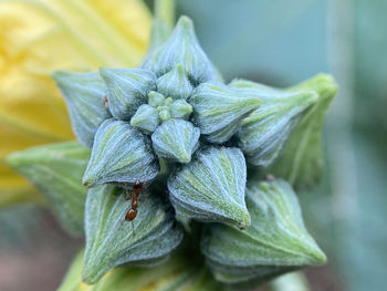 Close-up of fresh green leaves