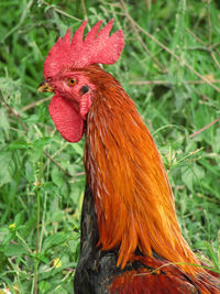 Close-up of a rooster