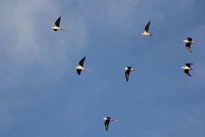 Low angle view of seagulls flying