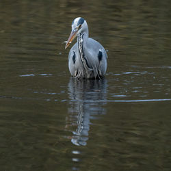 View of duck swimming in lake