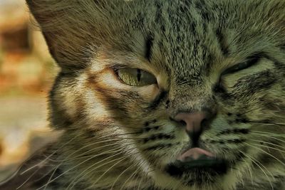 Close-up portrait of cat with sticking out tongue