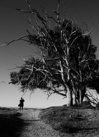 Looking at tree