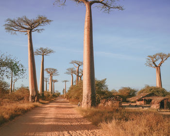 Trees on field