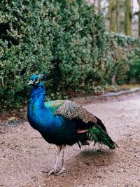 Peacock perching on footpath