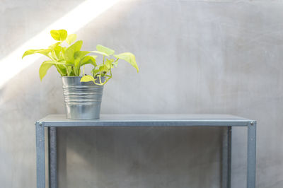 Potted plant against wall