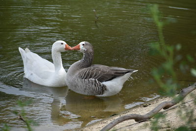 Swans swimming in lake