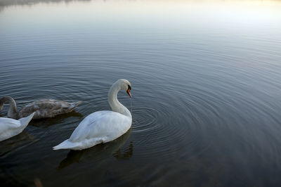 A white majestic swan floats in front of a wave of water. young swan in the middle of the water. 