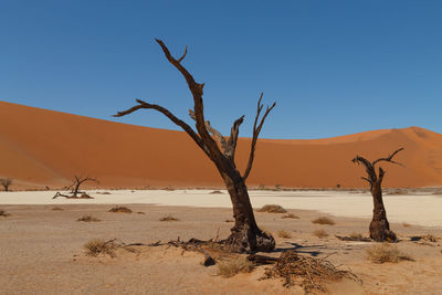 Bare tree in desert against clear sky