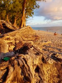 Close-up of driftwood on beach