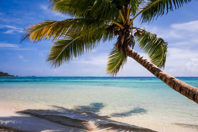 Palm tree by sea against sky