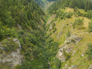 High angle view of pine trees in forest