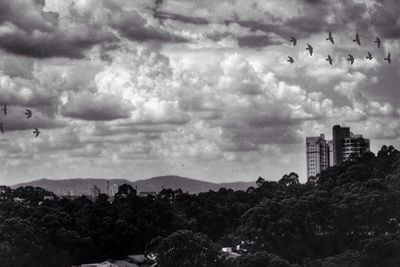 Bird flying over cloudy sky